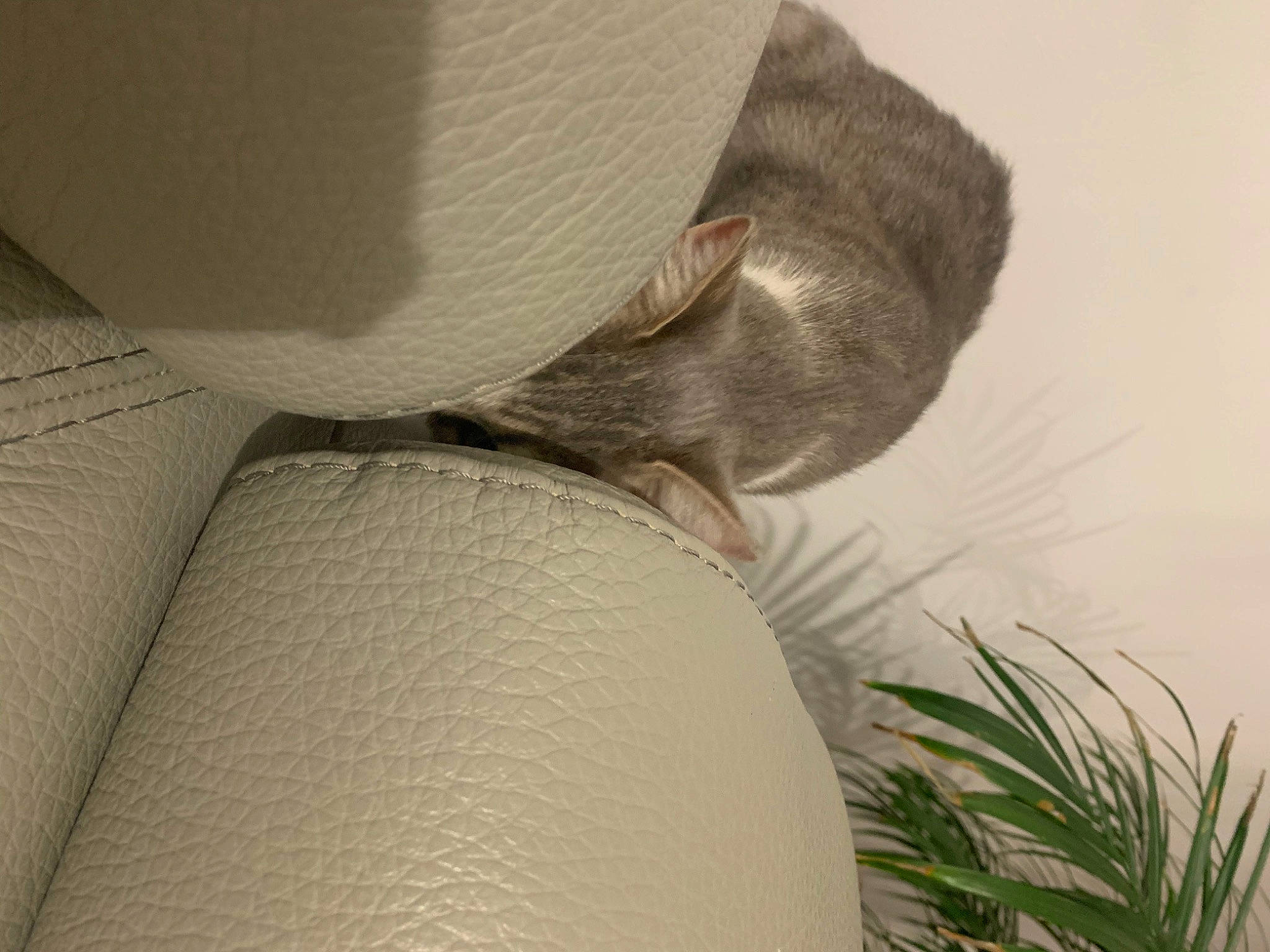 Toupie a rejoint le concours — aidez-le/la à gagner de superbes lots ! beard, comfort, costume_hat, couch, curtain, facial_hair, fashion_accessory, fedora, felidae, fur, hat, human_leg, linens, plant, tail, thigh, tints_and_shades, tree, twig, window