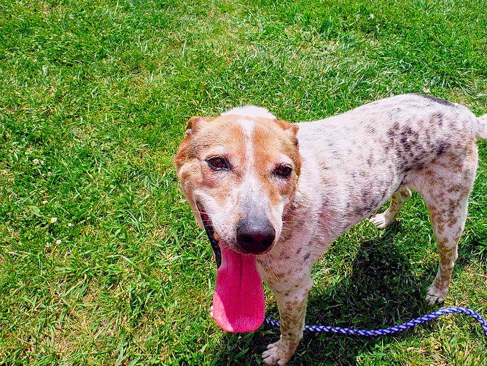 Maxx joined the competition — help win amazing prizes! canidae, carnivore, collar, companion_dog, dog, dog_breed, dog_supply, field, grass, grass_family, groundcover, lawn, mammal, meadow, pet_supply, prairie, snout, sporting_group, working_animal, working_dog