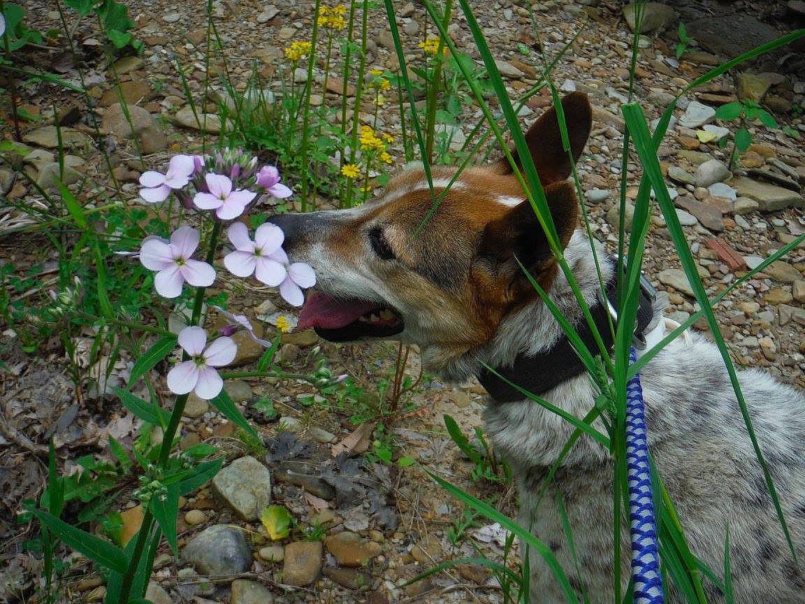 Maxx is registered to the contest to win money with this photo: annual_plant, canidae, carnivore, collar, dog, dog_breed, groundcover, herbaceous_plant, herding_dog, hunting_dog, perennial_plant, petal, snout, soil, sporting_group, subshrub, tongue, vascular_plant, wildflower, working_dog