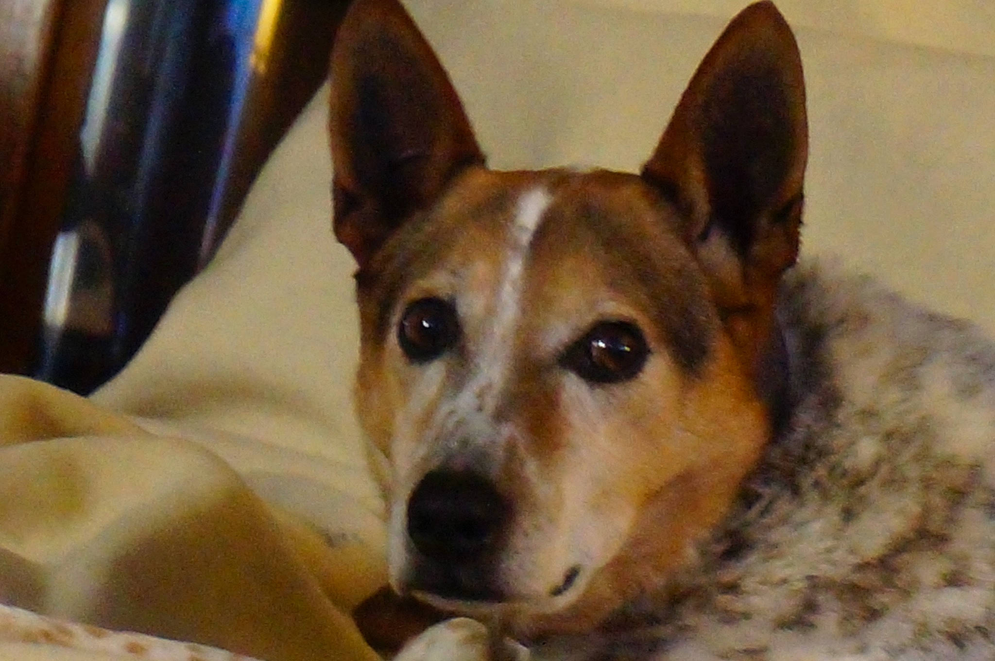 Maxx is registered to the contest to win money with this photo: ancient_dog_breeds, brown, canidae, carnivore, dog, dog_breed, dog_supply, fawn, liver, neck, pet_supply, snout, terrestrial_animal, vertebrate, whiskers, working_animal, working_dog