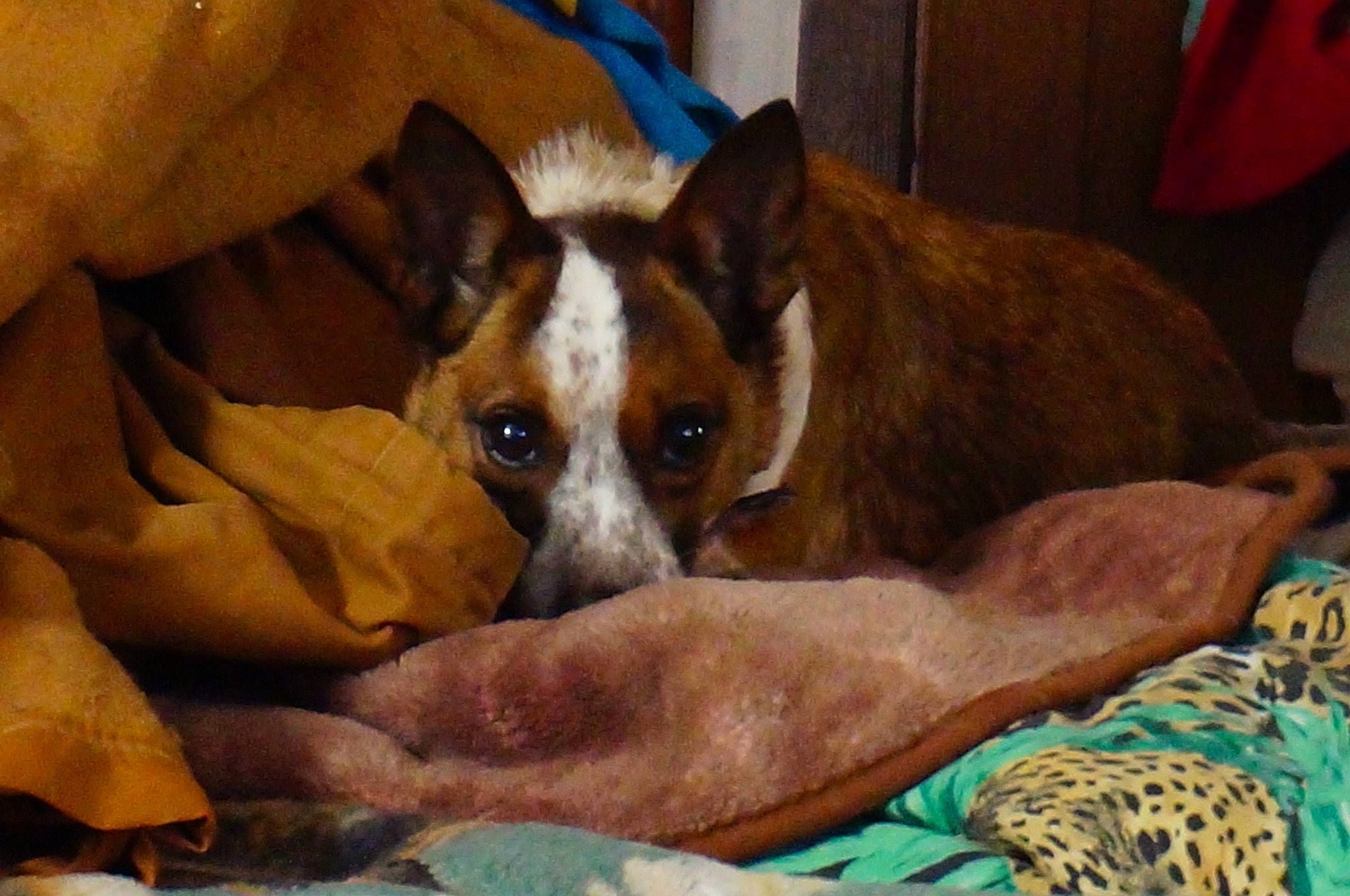 Posie joined the competition — help win amazing prizes! canidae, carnivore, comfort, companion_dog, dog, dog_breed, fawn, jaw, liver, paw, snout, sporting_group, terrestrial_animal, whiskers, working_animal, working_dog