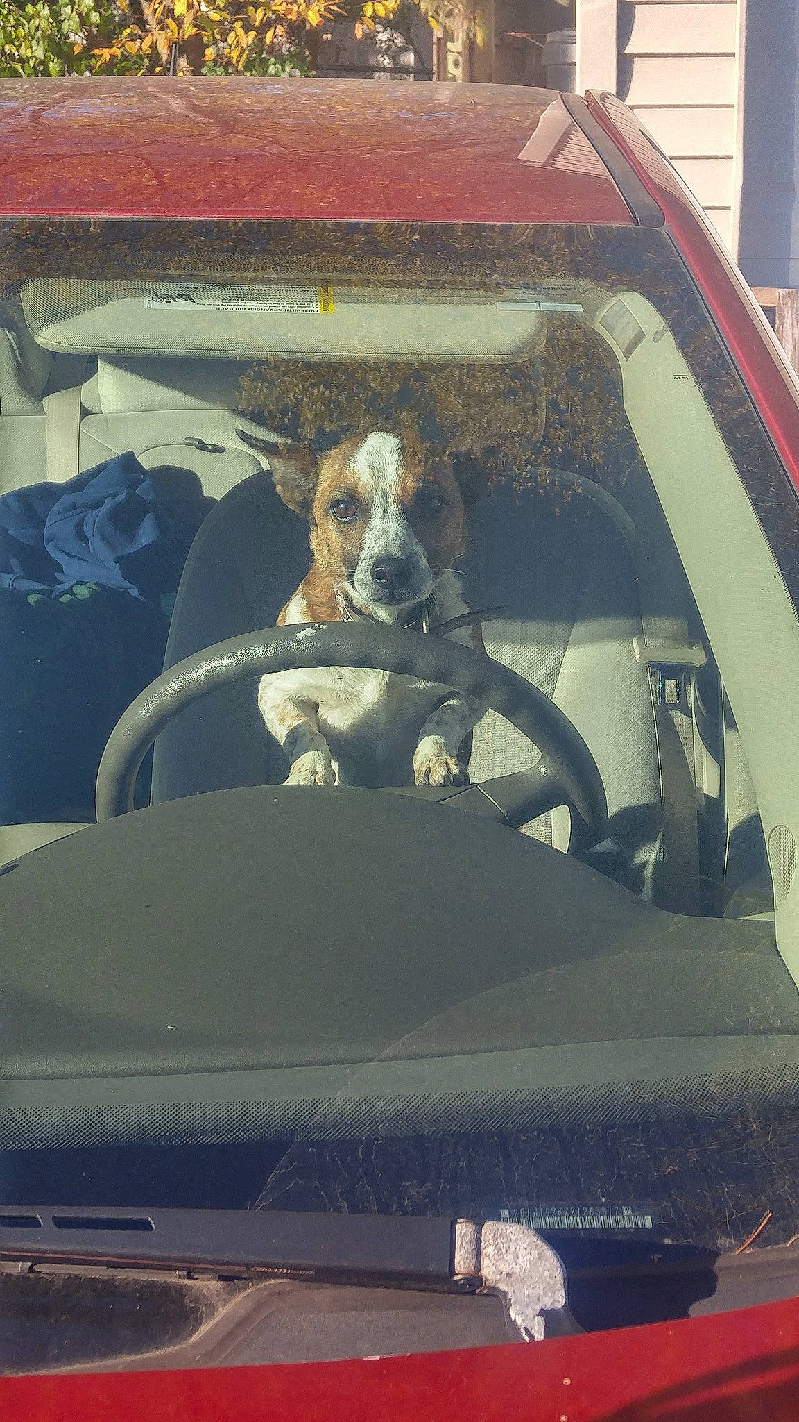 Posie is registered to the contest to win money with this photo: automotive_exterior, automotive_window_part, canidae, carnivore, collar, companion_dog, dog, dog_breed, glass, hood, hunting_dog, snout, sporting_group, steering_part, steering_wheel, vehicle_door, vertebrate, windscreen_wiper, windshield, working_animal