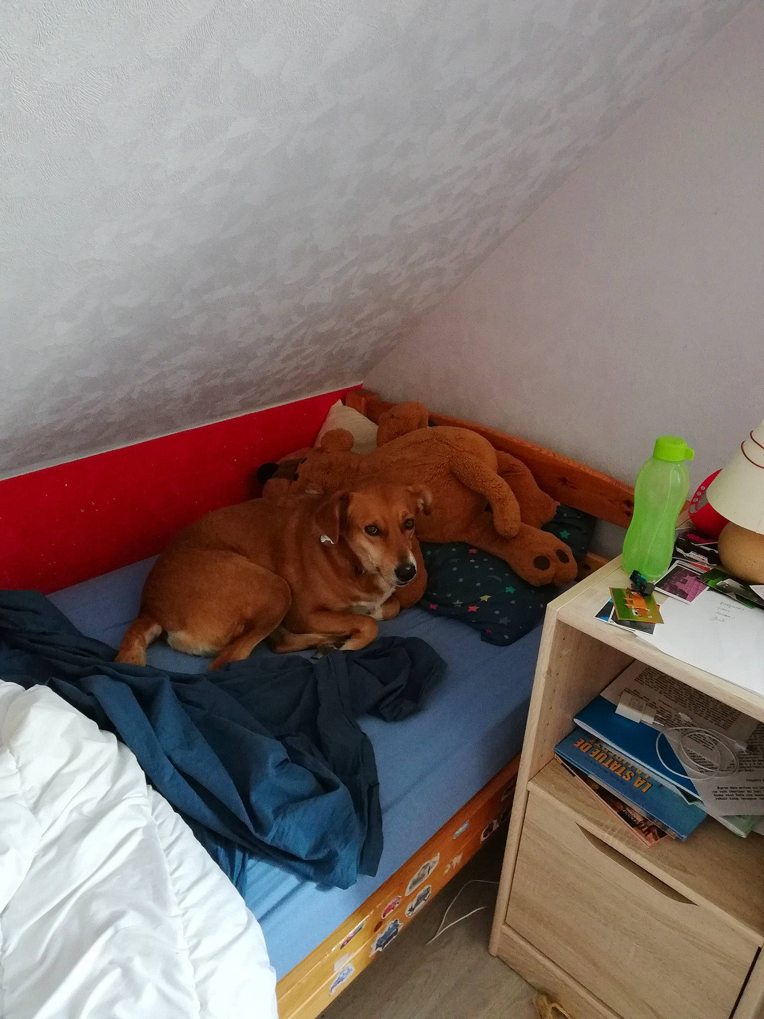 Inna a rejoint le concours — aidez-le/la à gagner de superbes lots ! bed, bed_sheet, canidae, carnivore, comfort, companion_dog, dog, dog_breed, dog_supply, drawer, fawn, hardwood, linens, liver, room, shelf, shelving, sporting_group, wood, working_animal