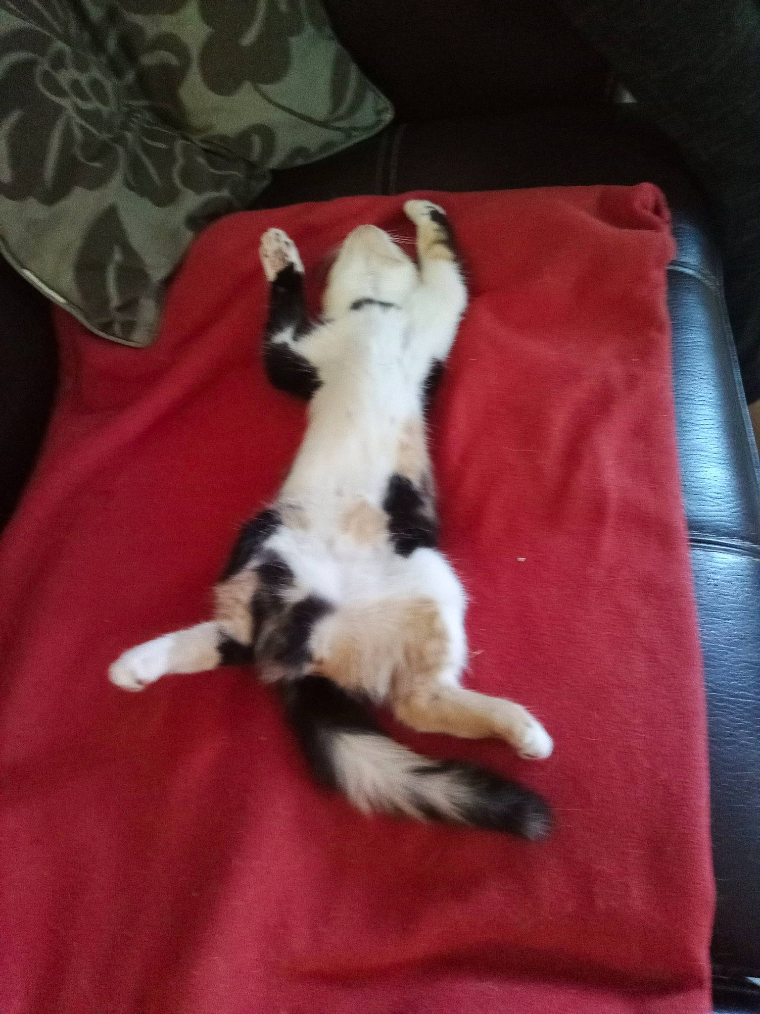 Cookie a rejoint le concours — aidez-le/la à gagner de superbes lots ! carnivore, cat, comfort, companion_dog, couch, dog_breed, domestic_short_haired_cat, fawn, felidae, fur, linens, paw, small_to_medium_sized_cats, tail, toy_dog, whiskers