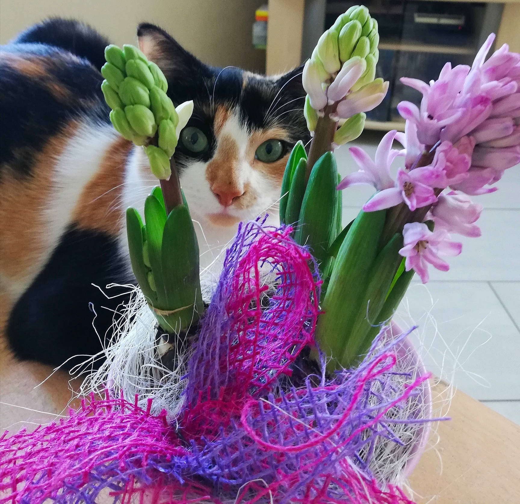 Cookie a rejoint le concours — aidez-le/la à gagner de superbes lots ! carnivore, cat, creative_arts, domestic_short_haired_cat, fawn, felidae, flower, fur, grass, green, magenta, petal, pink, plant, purple, small_to_medium_sized_cats, tail, textile, violet, whiskers