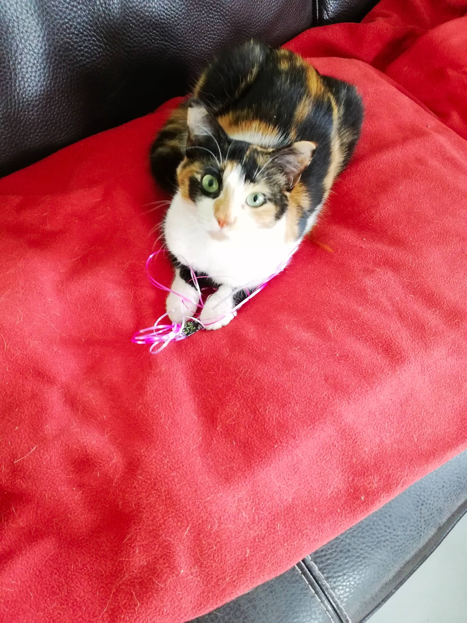 Cookie a rejoint le concours — aidez-le/la à gagner de superbes lots ! carnivore, cat, cat_supply, comfort, couch, domestic_short_haired_cat, felidae, flooring, fur, linens, magenta, pattern, paw, pet_supply, room, small_to_medium_sized_cats, tail, textile, whiskers, wood