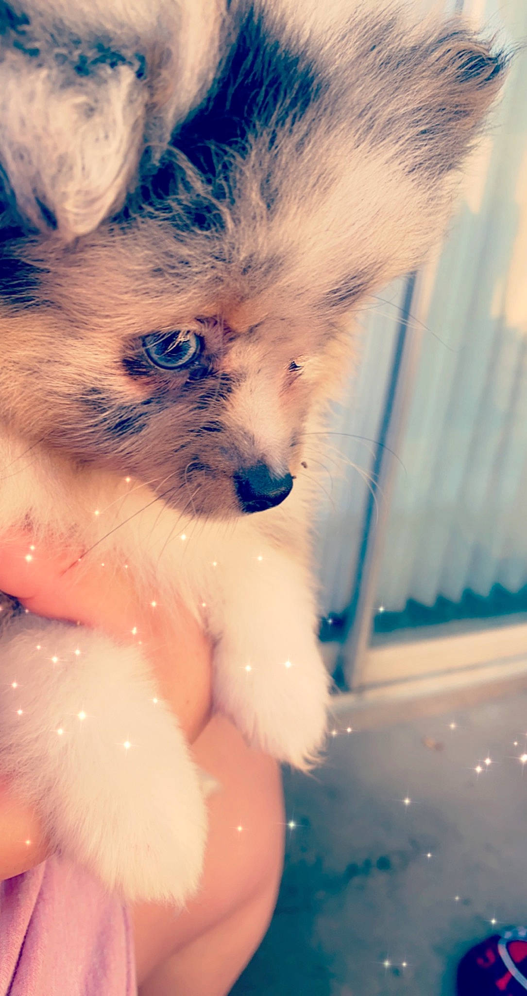 Flugoddess joined the competition — help win amazing prizes! bathing, canidae, carnivore, cat, chest, cloud, companion_dog, dog_breed, electric_blue, fawn, felidae, fur, meteorological_phenomenon, paw, small_to_medium_sized_cats, snout, sunlight, tail, toy_dog, whiskers