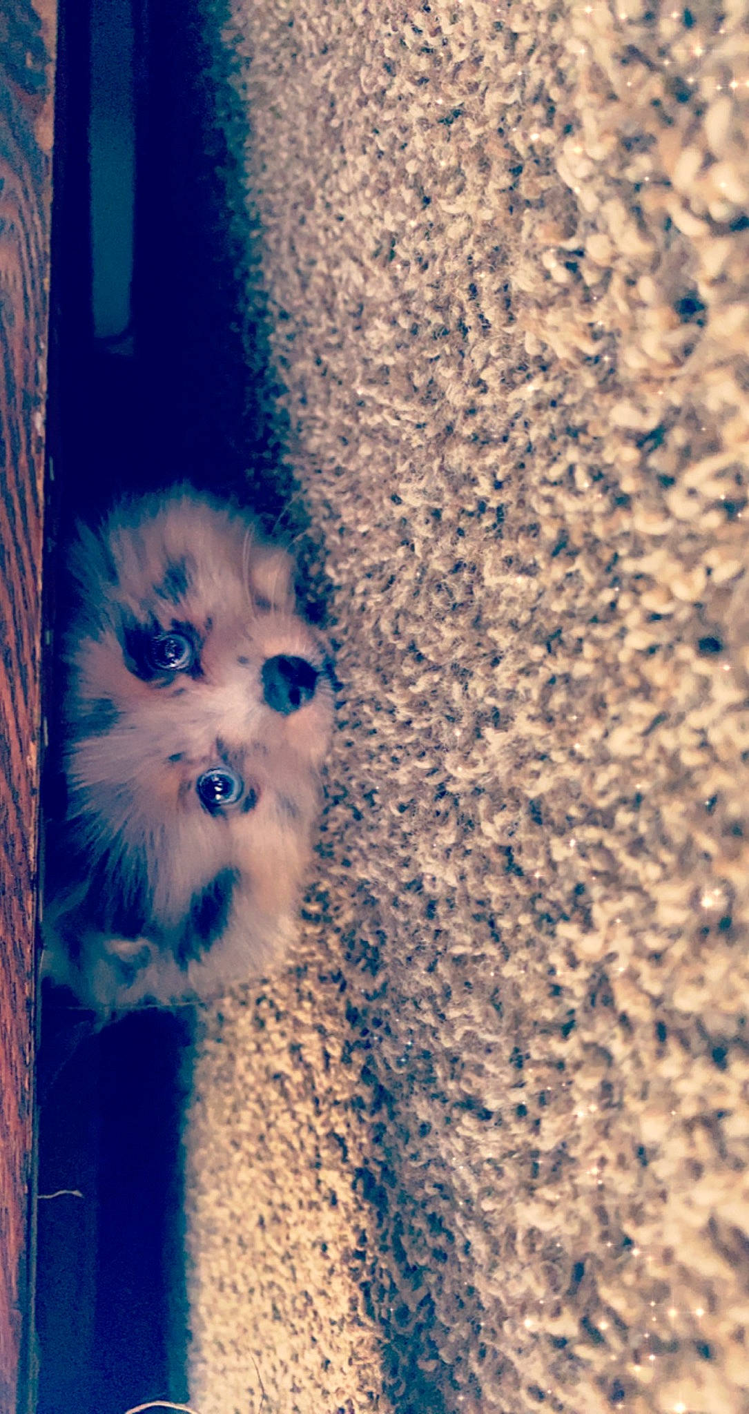 Flugoddess is registered to the contest to win money with this photo: carnivore, cat, cloud, companion_dog, dog_breed, electric_blue, fawn, felidae, fur, paw, sky, small_to_medium_sized_cats, snout, spitz, sporting_group, tail, toy_dog, whiskers, window, wood