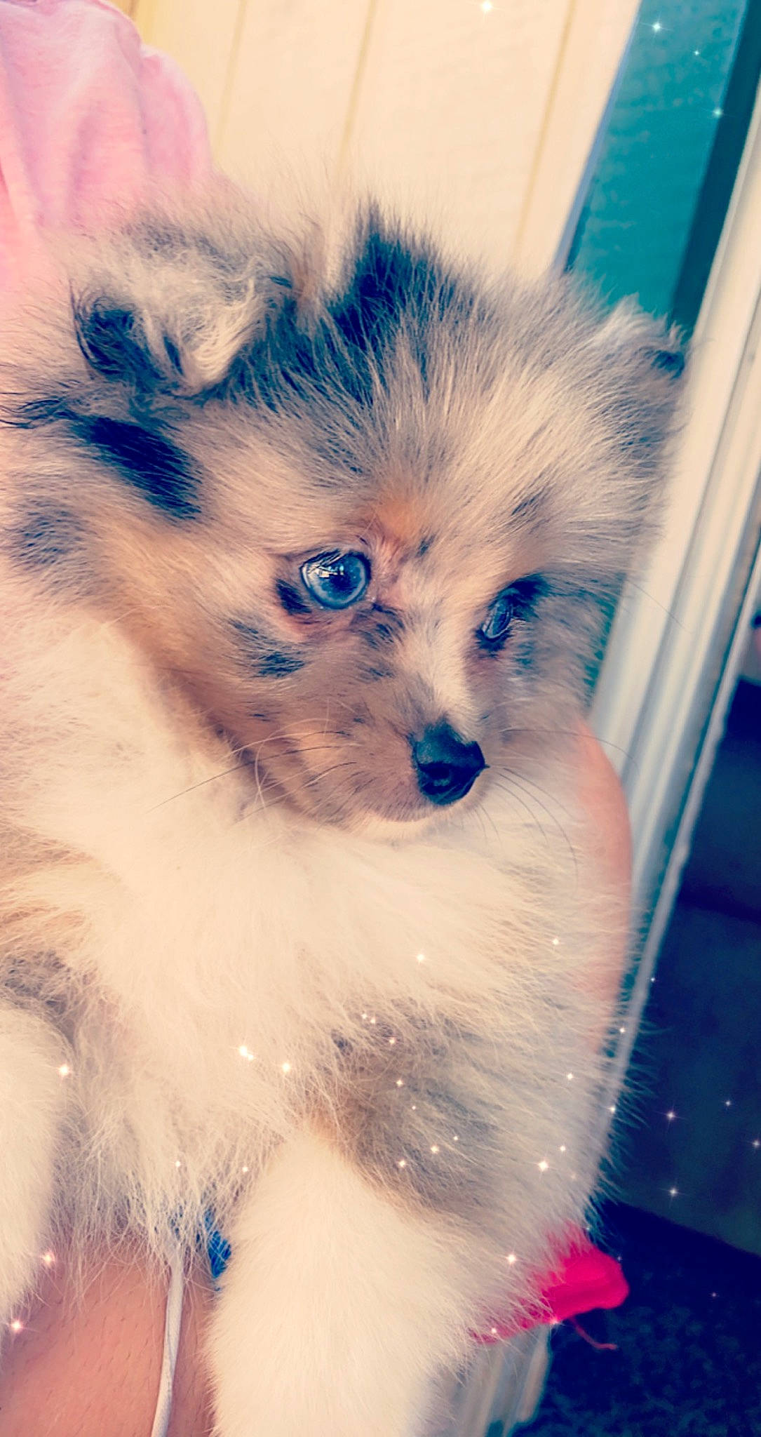 Flugoddess is registered to the contest to win money with this photo: canidae, carnivore, close_up, cloud, companion_dog, dog, dog_breed, electric_blue, eye, fawn, felidae, fur, iris, paw, sky, small_to_medium_sized_cats, sporting_group, tail, toy_dog, whiskers