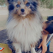 Niner joined the competition — help win amazing prizes! animal, bench, child, closeup, curious, cute, daylight, dog, fluffy, fur, grass, metal_table, nature, outdoor, park, pet, playful, portrait, sitting, trees