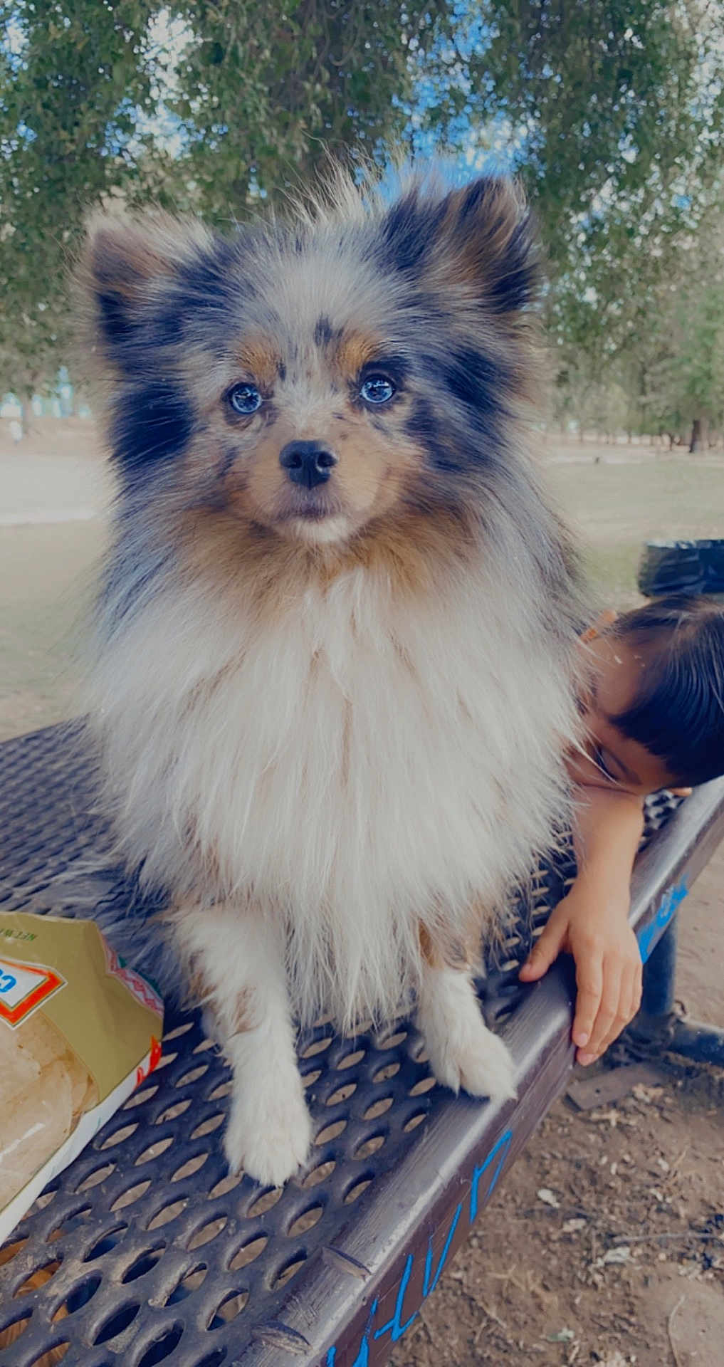 Niner joined the competition — help win amazing prizes! animal, bench, child, closeup, curious, cute, daylight, dog, fluffy, fur, grass, metal_table, nature, outdoor, park, pet, playful, portrait, sitting, trees