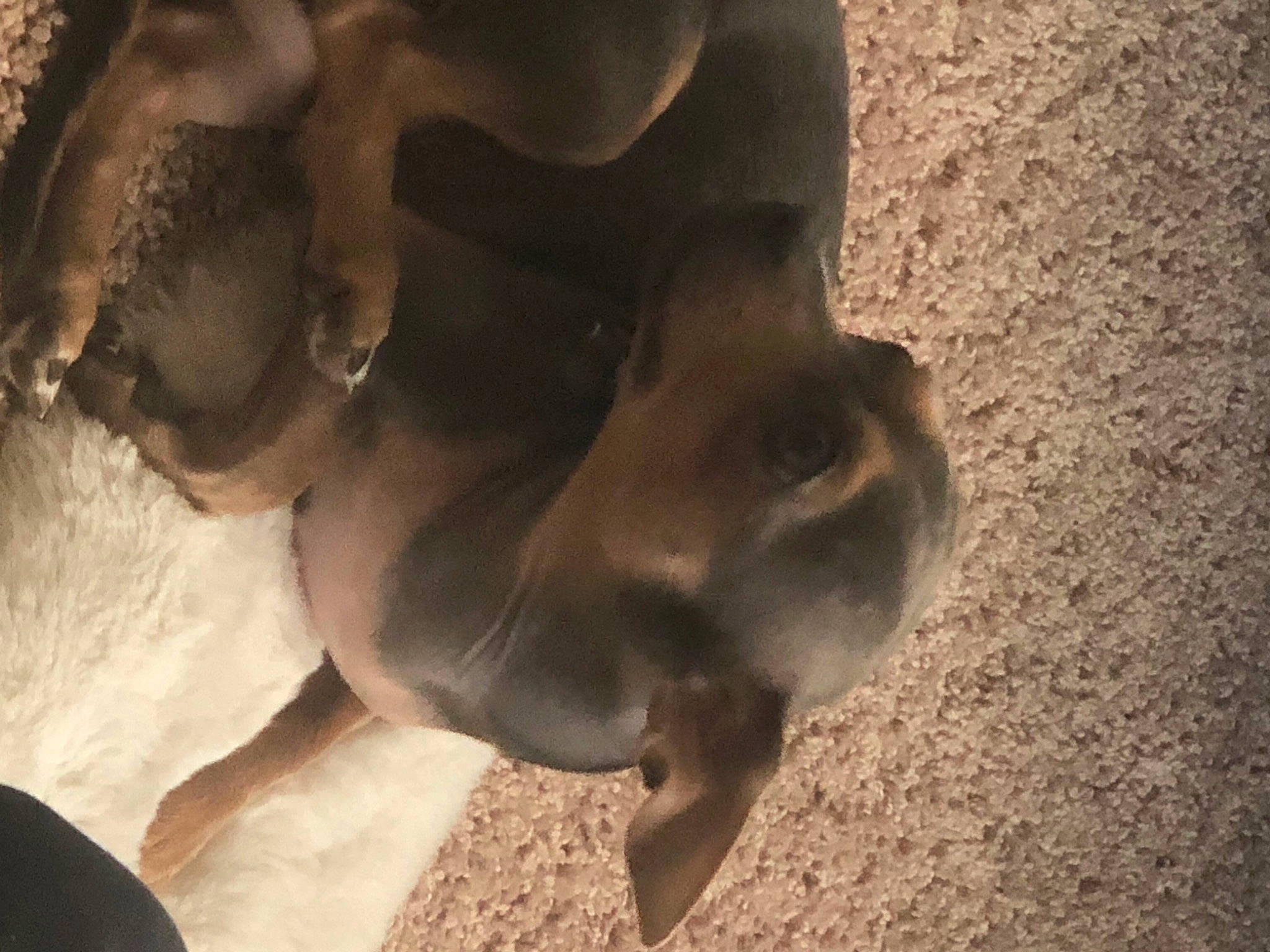 Biscuit is registered to the contest to win money with this photo: adventure, bovine, canidae, dog_breed, fawn, fur, human_leg, livestock, paw, recreation, rock, safari, shadow, soil, sporting_group, terrestrial_animal, wildlife, wood, working_animal, zoo