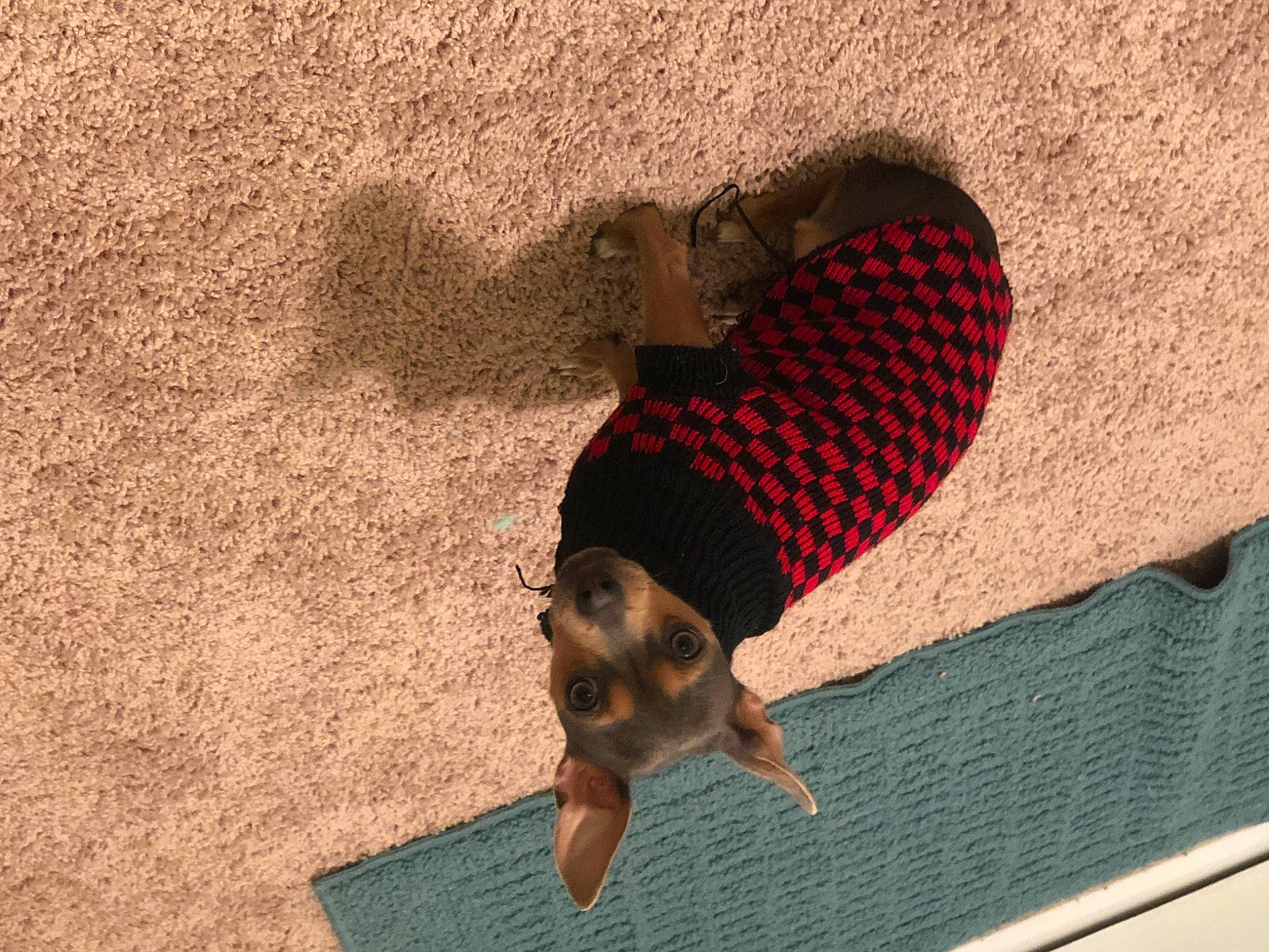 Biscuit is registered to the contest to win money with this photo: beach, canidae, carnivore, comfort, companion_dog, dog, dog_breed, fawn, flooring, foot, fur, grass, human_leg, pattern, shadow, snout, sporting_group, tints_and_shades, wood, working_animal