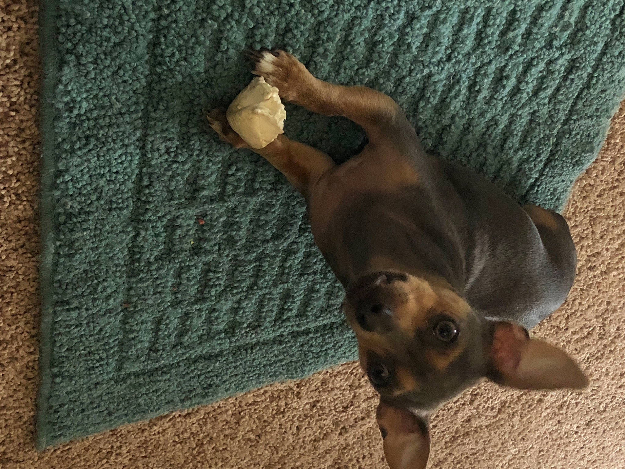 Biscuit is registered to the contest to win money with this photo: art, canidae, carnivore, companion_dog, dog, dog_breed, fawn, flooring, liver, non_sporting_group, paw, rectangle, snout, sporting_group, tail, terrestrial_animal, toy_dog, wood, working_animal, working_dog