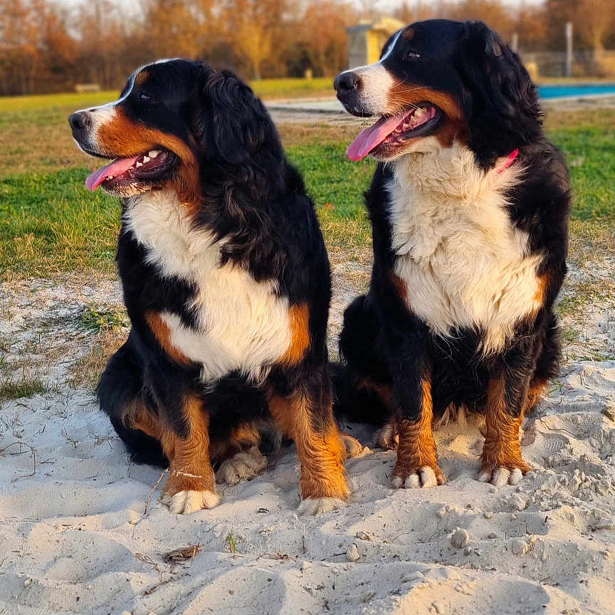 Au Domaine De Melba participe au concours pour gagner de l'argent avec cette photo : animal, appenzeller, canine, dog, face, field, grass, grassland, head, nature, outdoors, park, person, pet, photography, plant, portrait, puppy, soil, tree