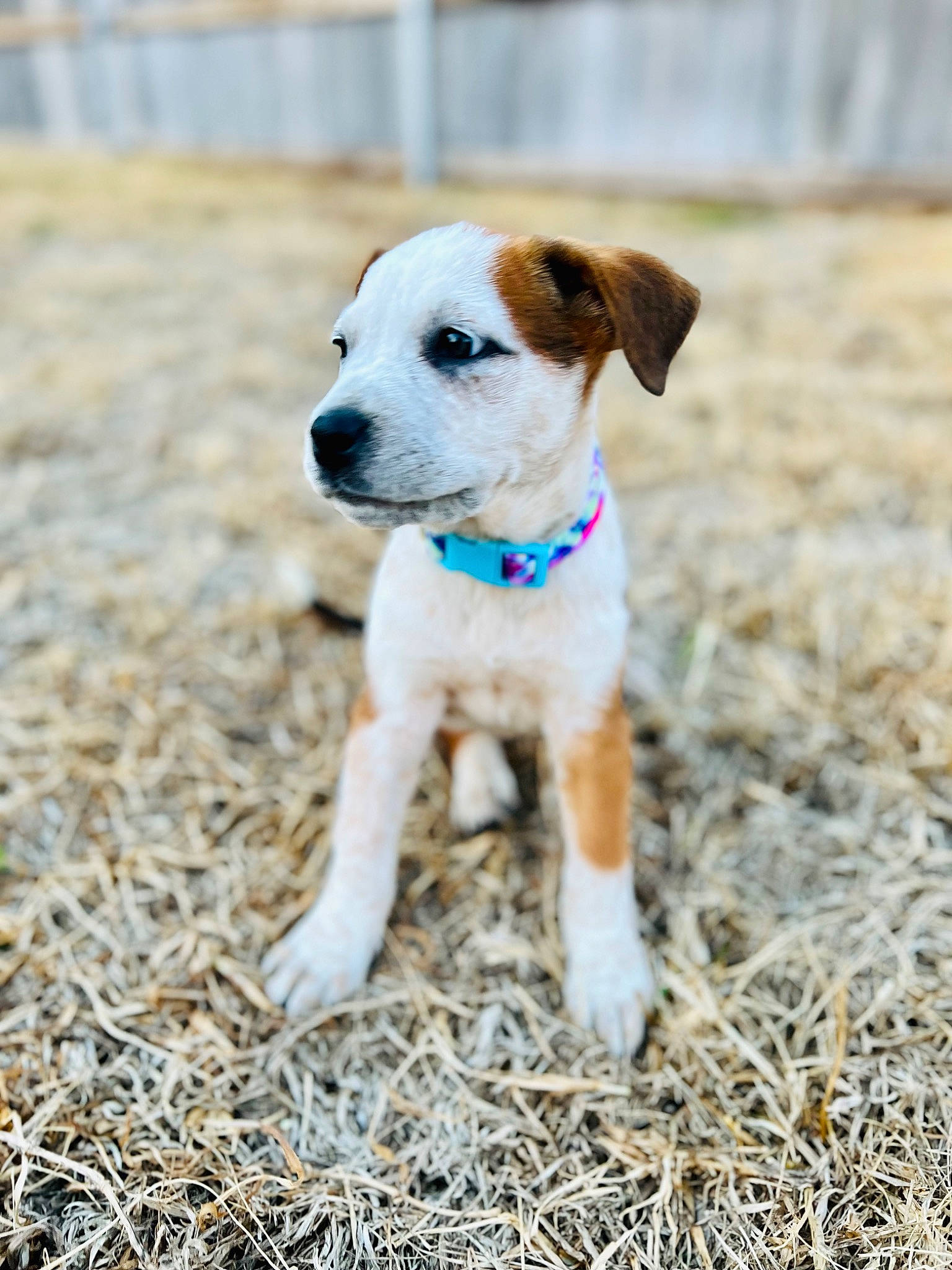 Brooke joined the competition — help win amazing prizes! ball, canidae, carnivore, collar, companion_dog, dog, dog_breed, dog_clothes, dog_collar, dog_supply, fawn, grass, pet_supply, plant, snout, soil, sporting_group, terrier, whiskers, working_animal