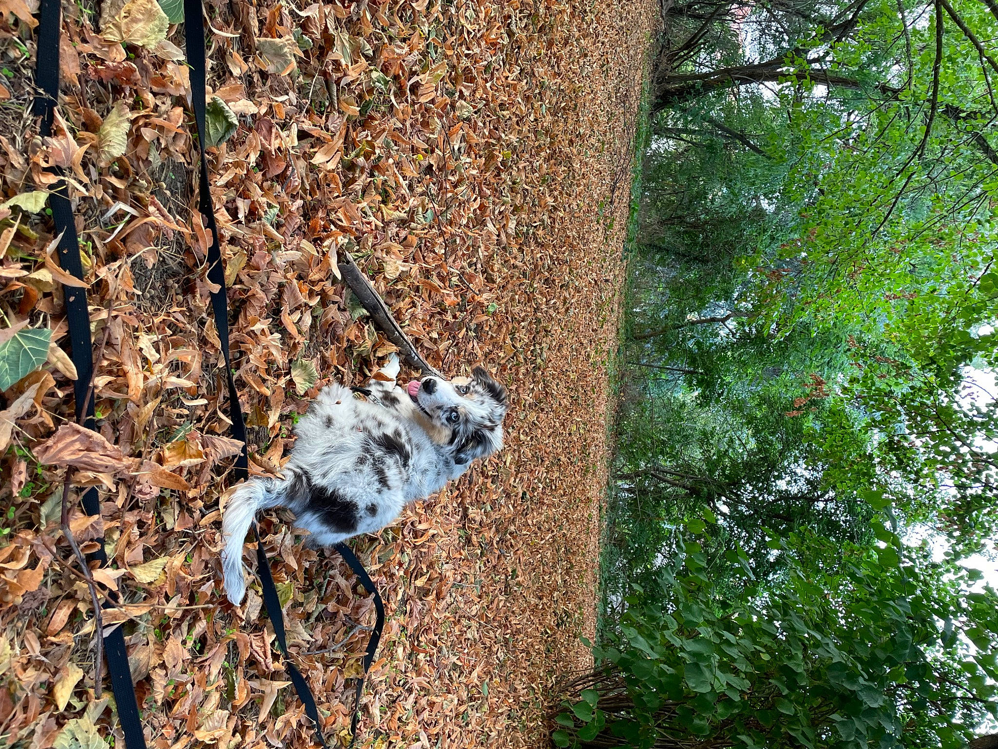 Mahina a rejoint le concours — aidez-le/la à gagner de superbes lots ! beak, bicycle_tire, bicycle_wheel, deciduous, forest, grass, natural_landscape, northern_hardwood_forest, plant, plant_stem, rock, soil, sporting_group, tail, terrestrial_animal, tree, trunk, twig, wood, woodland