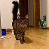 Youmi a rejoint le concours — aidez-le/la à gagner de superbes lots ! animal, blurred_background, cat, curious, domestic_cat, ears, eyes, feline, floor, fur, hallway, home, indoor, mammal, pet, tabby_cat, tail, walking, whiskers, wooden_floor