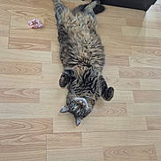 Youmi participe au concours pour gagner de l'argent avec cette photo : animal, cat, curious, cute, domestic_cat, ears, flooring, fluffy, furniture, indoor, looking_up, lying_down, paws, pet, relaxed, scrunchie, tabby, tail, whiskers, wooden_floor