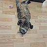 animal, cat, curious, cute, domestic_cat, ears, flooring, fluffy, furniture, indoor, looking_up, lying_down, paws, pet, relaxed, scrunchie, tabby, tail, whiskers, wooden_floor