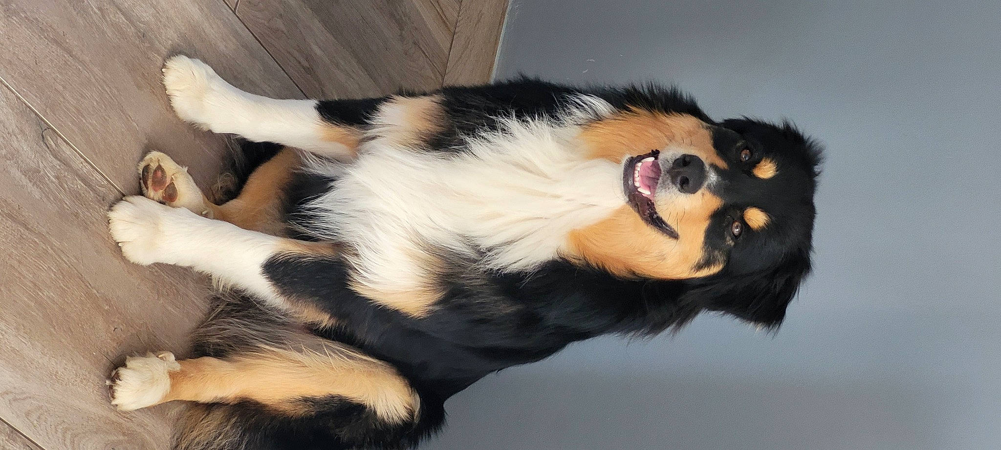 Titus a rejoint le concours — aidez-le/la à gagner de superbes lots ! canidae, carnivore, claw, comfort, companion_dog, dog_breed, eye, eyelash, fur, head, mammal, natural_material, plant, snout, tail, terrestrial_animal, tree, vertebrate, whiskers, wildlife