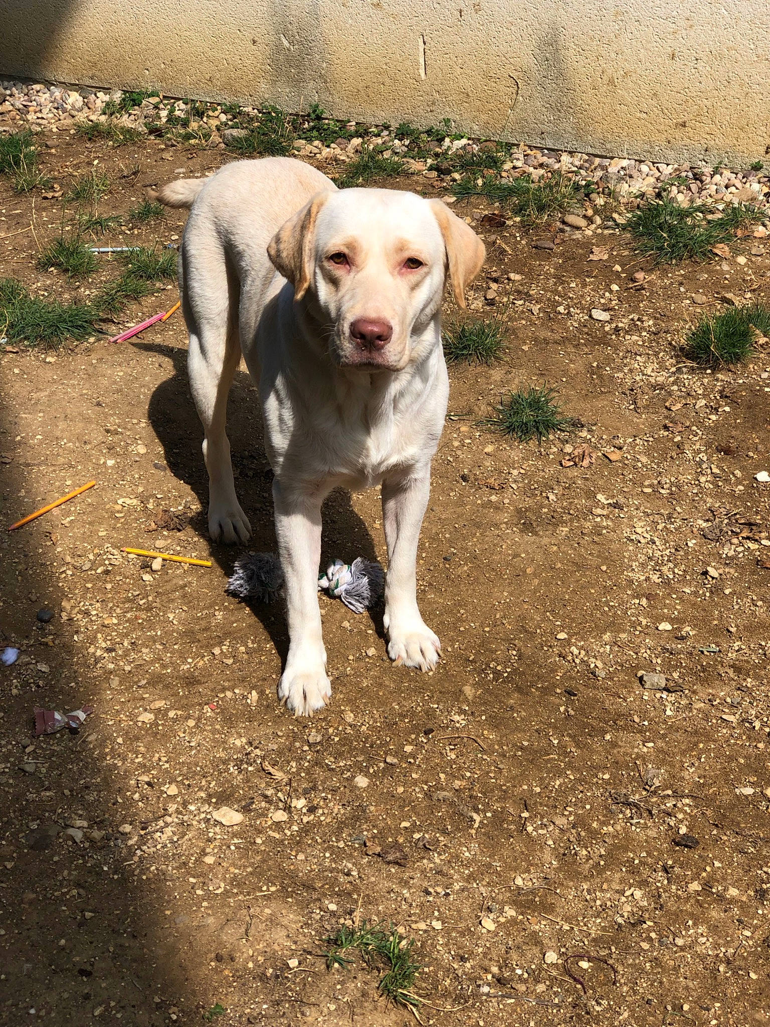 Nalia participe au concours pour gagner de l'argent avec cette photo : adventure, canidae, carnivore, companion_dog, dog, dog_breed, fawn, hunting_dog, labrador_retriever, mammal, pointer, puppy, retriever, snout, sporting_group, street_dog, tail, vertebrate, weimaraner