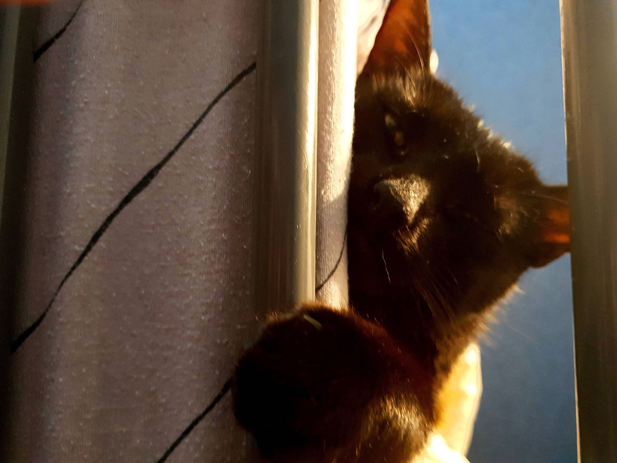 Chachou a rejoint le concours — aidez-le/la à gagner de superbes lots ! carnivore, cat, domestic_short_haired_cat, ear, fawn, felidae, fur, kitten, small_to_medium_sized_cats, snout, tail, whiskers, window