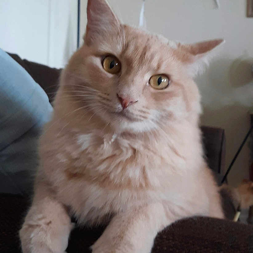 Oliver joined the competition — help win amazing prizes! animal, cat, couch, cozy, cute, domestic_animal, ears, eyes, face, fluffy, furniture, indoor, living_room, mammal, orange_cat, paws, pet, relaxed, starfish, whiskers