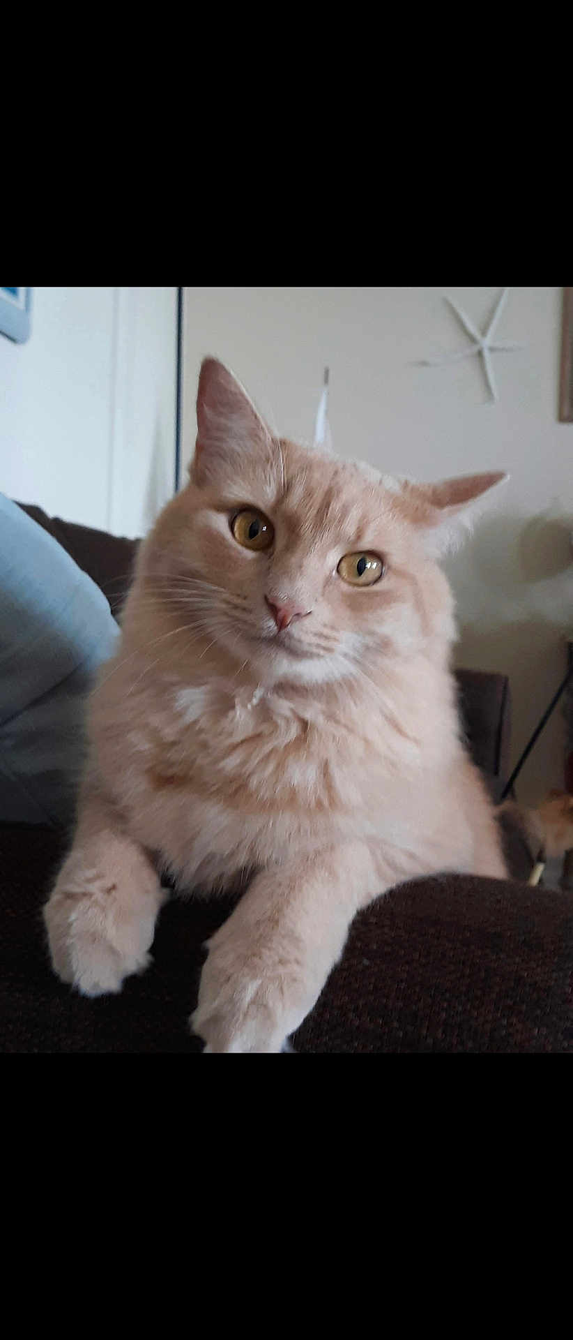 Oliver joined the competition — help win amazing prizes! cat, fluffy, orange_cat, pet, indoor, living_room, couch, furniture, relaxed, animal, cute, whiskers, ears, eyes, face, paws, mammal, domestic_animal, cozy, starfish