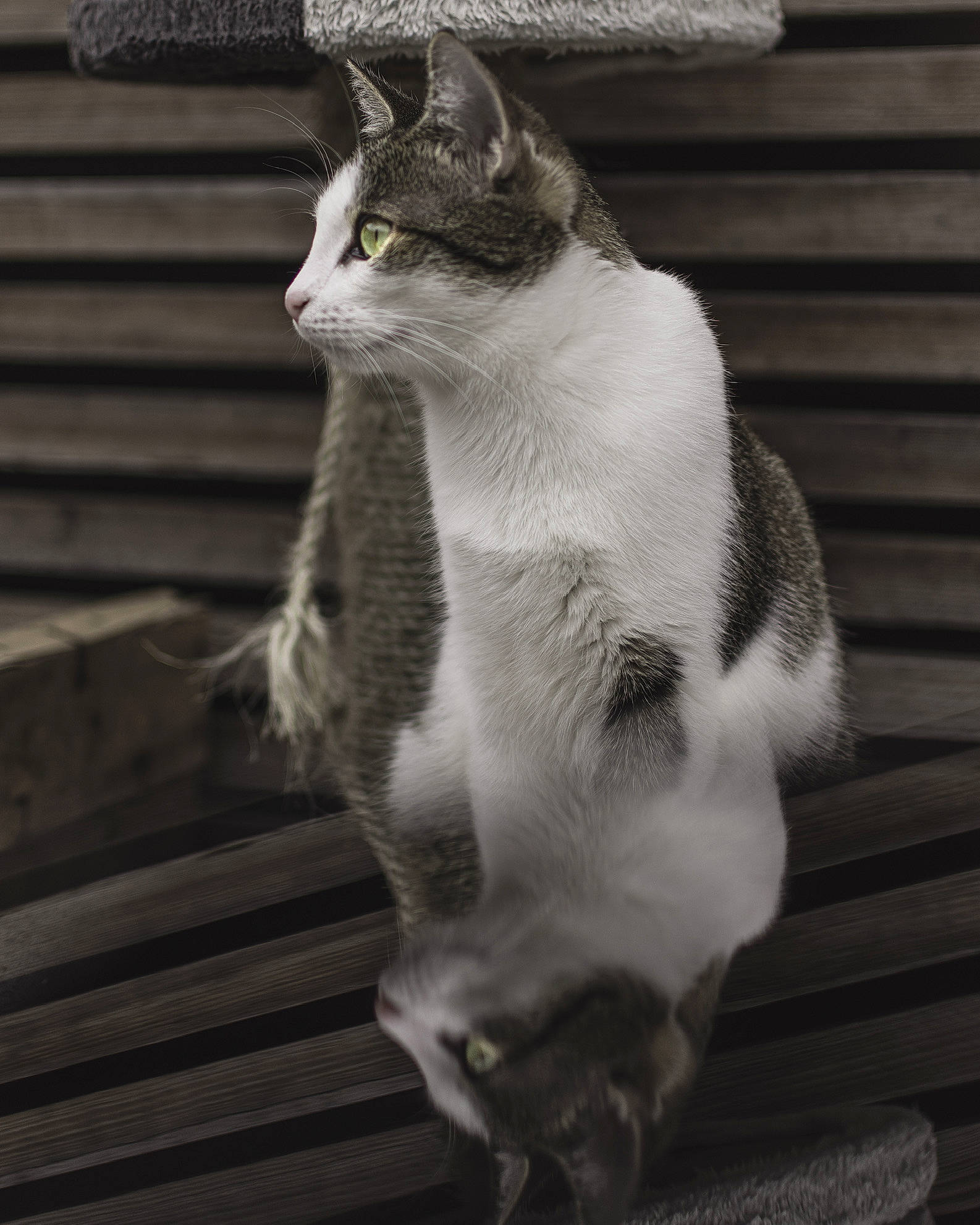 Gypsie a rejoint le concours — aidez-le/la à gagner de superbes lots ! black_and_white, carnivore, cat, domestic_short_haired_cat, felidae, fur, grey, monochrome, monochrome_photography, paw, sitting, small_to_medium_sized_cats, snout, style, tail, terrestrial_animal, vertebrate, whiskers, window, wood