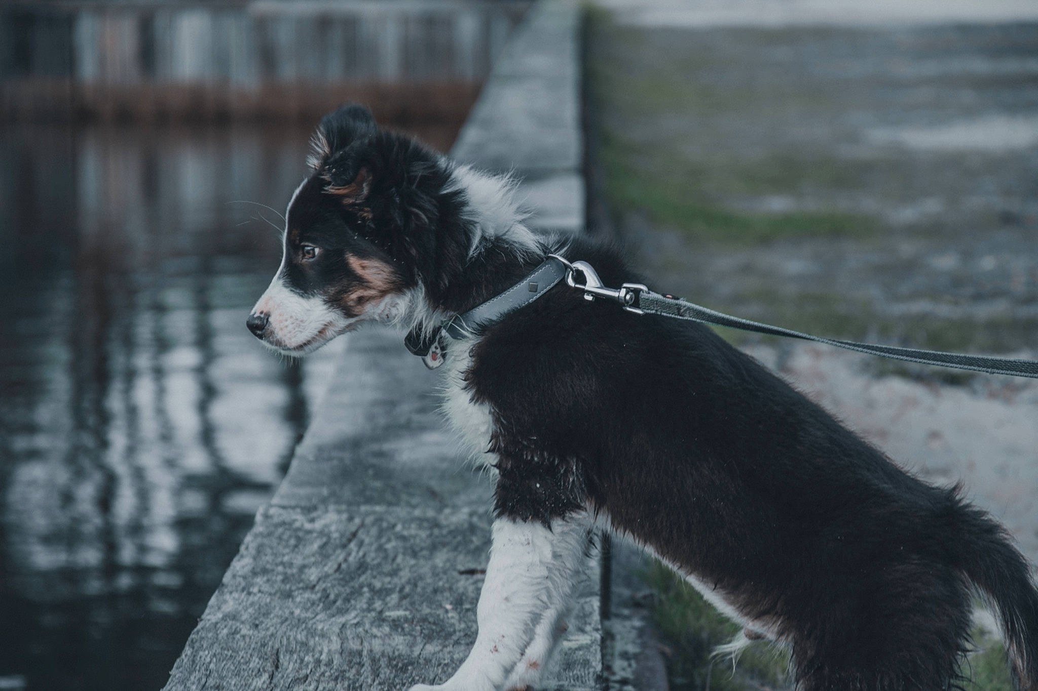 Aron a rejoint le concours — aidez-le/la à gagner de superbes lots ! border_collie, carnivore, collar, companion_dog, dog, dog_breed, dog_collar, dog_supply, fur, herding_dog, leash, monochrome_photography, snout, sporting_group, tail, terrestrial_animal, water, whiskers, winter, working_animal