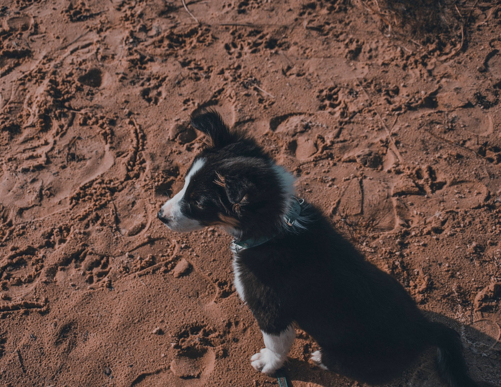Aron a rejoint le concours — aidez-le/la à gagner de superbes lots ! beach, canidae, carnivore, companion_dog, dog, dog_breed, hunting_dog, landscape, sand, shadow, snout, soil, sporting_group, tail, terrestrial_animal, wildlife, working_animal, working_dog