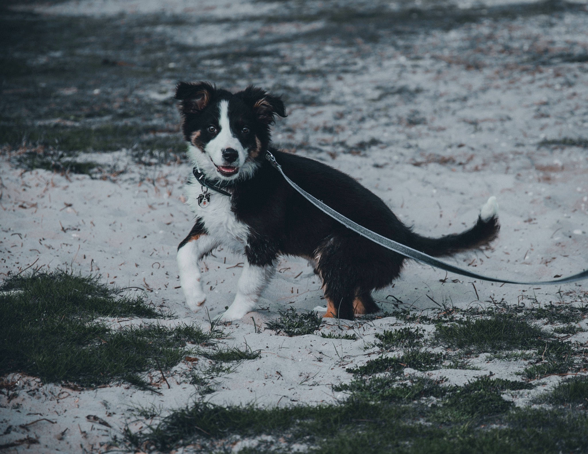 Aron a rejoint le concours — aidez-le/la à gagner de superbes lots ! border_collie, canidae, carnivore, collar, companion_dog, dog, dog_breed, dog_collar, dog_supply, grass, herding_dog, hunting_dog, snout, sporting_group, tail, walking, water, winter, working_animal, working_dog