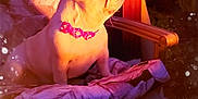 Fancy is registered to the contest to win money with this photo: carnivore, companion_dog, dog, dog_breed, dog_collar, entertainment, event, fawn, felidae, font, magenta, performing_arts, photo_caption, pink, purple, snout, still_life_photography, toy_dog, window, working_animal