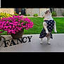 Fancy is registered to the contest to win money with this photo: boot, dress, event, floral_design, flower, flower_arranging, font, garden, grass, happy, human_leg, leisure, magenta, pattern, petal, plant, recreation, shrub, sunglasses, waist