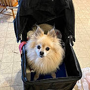 Ari Grace is registered to the contest to win money with this photo: animal, black_stroller, canine, companion, curious, cute, dog, domestic, fluffy, home, indoor, kitchen, looking_up, pet, pet_stroller, pomeranian, seated, small_dog, tile_floor, wooden_chair