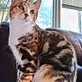 Mama Kitty is registered to the contest to win money with this photo: animal, blinds, cat, couch, curious, daylight, domestic_cat, ears, feline, fur, home_interior, houseplant, indoor, looking_away, natural_light, pet, sitting, tabby_cat, whiskers, window