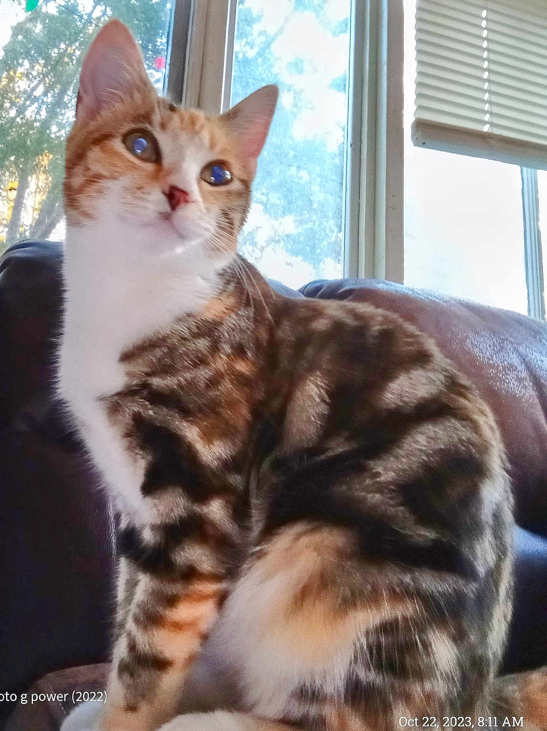 Mama Kitty