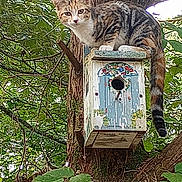 Mama Kitty is registered to the contest to win money with this photo: animal, birdhouse, branch, cat, curious, daylight, forest, fur, greenery, leaves, mammal, nature, outdoor, perched, pet, tabby_cat, tree, tree_trunk, wildlife, wood