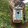 animal, birdhouse, branch, cat, curious, daylight, forest, fur, greenery, leaves, mammal, nature, outdoor, perched, pet, tabby_cat, tree, tree_trunk, wildlife, wood