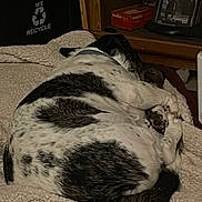 Miss Tilly joined the competition — help win amazing prizes! dog, kitten, blanket, indoor, cozy, sleeping, snuggling, furniture, wood, pet, animal, paw, recycle_bin, soft, resting, domestic, companion, black_and_white, small, closeup
