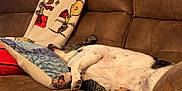 Miss Tilly is registered to the contest to win money with this photo: dog, sleeping, couch, pillow, blanket, indoor, pet, relaxing, brown, fur, resting, home, comfort, canine, snout, paw, fur_pattern, soft, quiet, peaceful