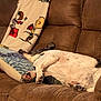 dog, sleeping, couch, pillow, blanket, indoor, pet, relaxing, brown, fur, resting, home, comfort, canine, snout, paw, fur_pattern, soft, quiet, peaceful