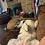 Miss Tilly joined the competition — help win amazing prizes! dog, lying_down, couch, living_room, stone_fireplace, relaxed, pet, indoor, brown_furniture, tongue_out, collar, cozy, sleeping, fur, paw, home, floor, blanket, toy, wooden_floor