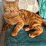 Tigrou a rejoint le concours — aidez-le/la à gagner de superbes lots ! cat, orange_tabby, pet, feline, animal, indoor, couch, blanket, pillow, relaxed, fur, whiskers, ears, paws, eyes, striped, domestic_cat, resting, cozy, home