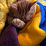 animal, blanket, blue, cat, comfort, cozy, cute, fur, furry, ginger_cat, indoor, paw, pet, purple, resting, sleeping, snuggling, soft_texture, warm, yellow