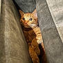 animal, cat, close_up, comfort, cozy, curious, cushion, ears, feline, fur, ginger_cat, hidden, indoor, pet, relaxed, resting, snug, soft_fabric, whiskers, wide_eyes
