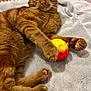 Tigrou participe au concours pour gagner de l'argent avec cette photo : cat, ginger_cat, pet, animal, feline, toy, ball, paw, claw, blanket, soft_texture, indoor, cute, relaxed, lying_down, close_up, whiskers, fur, playful, domestic_animal