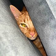Tigrou participe au concours pour gagner de l'argent avec cette photo : animal, cat, closeup, cozy, curious, cushions, eye, feline, fur, gray, hidden, indoor, mischievous, nose, orange_tabby, peeking, pet, resting, soft_texture, whiskers