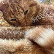 Tigrou participe au concours pour gagner de l'argent avec cette photo : cat, orange_tabby, close_up, whiskers, sleepy, furry, soft, blanket, pet, animal, cozy, resting, relaxed, cute, domestic_cat, feline, warm, fluffy, indoor, nap